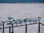 2008 07-Lake Geneva Birds